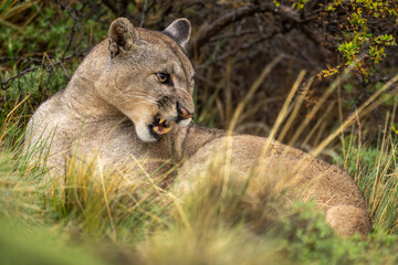 Puma lies snarling in grass beside bush
