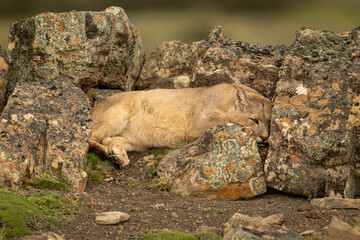 Puma lies sheltering amongst rocks on ridge