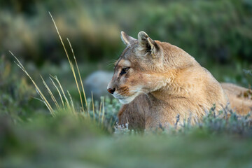 Puma lies with catchlight by tall grass