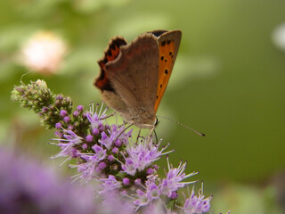 Farfalla