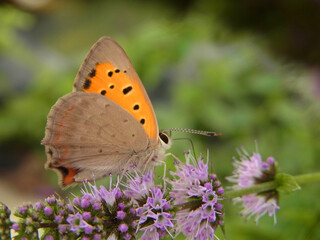 Farfalla