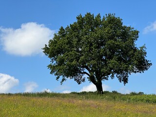 A single tree on the skyline under a blue cloudy sky, with a flower meadow in the foreground. 