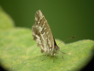Farfalla