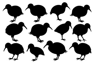 Kiwi Bird Silhouette Vector set, set of kiwi bird animal Vector illustration

