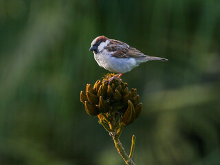Sparrow perching on African Tulip tree in Mauritius 