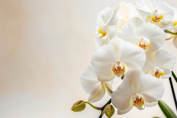 Obraz premium a white orchid flower with copy space