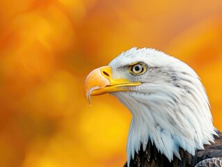 Obraz premium Close up of a majestic bald eagle with striking eyes and sharp beak set against a vibrant autumn background.