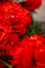 Red tulip flower background Petal bud. Spring garden.