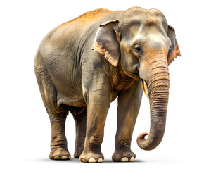 Obraz premium Thai Elephant isolated on white background. clipping path, selective focus
