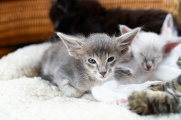Orientalisch Langhaar Kätzchen mit anderen Kittens