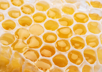 Fresh honeycombs filled with fresh honey closeup. Organic food background.
