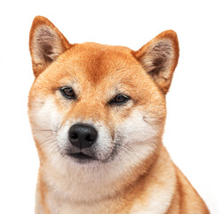 Portrait of Shiba Inu dog on white background.