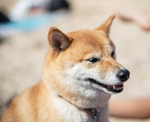 Shiba Inu dog sitting on the beach. Blurred crowded beach at the background.