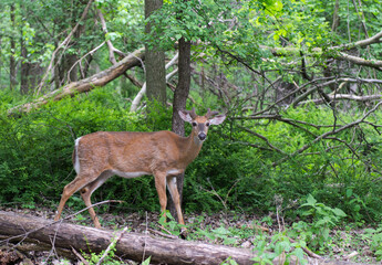 Deer in the forest.