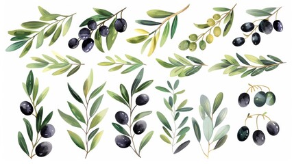 Handdrawn watercolor style with transparent background of green and black olive branches.