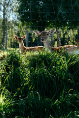 Deer Resting Behind Fence in Sunny Field