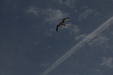 Bird, seagull, flying in the sky
