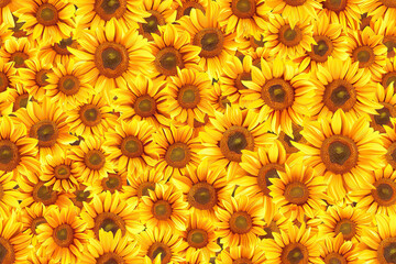 Obraz premium Vibrant Sunflower Pattern: Floral Summer Wallpaper with Blooming Flowers
