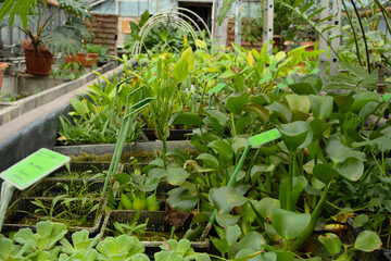 Green plants growing in greenhouse