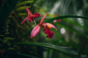 Close Up of Vibrant Pink Orchids in Lush Tropical Garden with Green Leaves