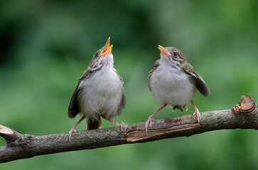 baby birds calling for food