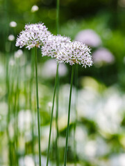 Wild allium blooms in shady garden