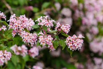 Kolkwitzia amabilis , a deciduous shrub that blooms profusely with bell-shaped flowers