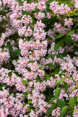 Fototapeta premium Kolkwitzia amabilis , a deciduous shrub that blooms profusely with bell-shaped flowers