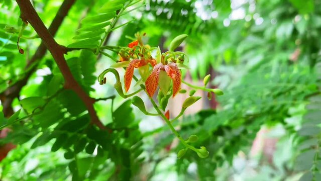 Beautiful leaves and yellow flowers of tamarind tree in the garden.