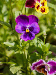 Pansy flowers or spring garden viola tricolor in spring garden. Gardening, landscape design, gardening with annual plants
