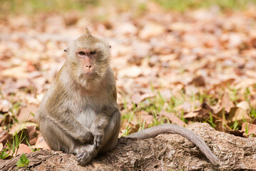 Long-tailed macaque (Macaca fascicularis) sitting on a tree root