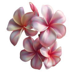 Fototapeta premium Collection of pink plumeria flowers isolated on a transparent background