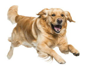 Fototapeta premium Full body shot of Golden Retriever dog, running happily, smiling.