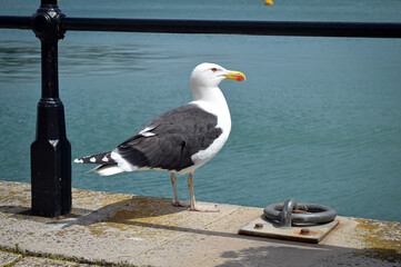Seagull Great Black-Backed Gull on Sea Wall Harbour Sunny Blue Water Seabird