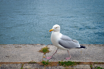 Herring Gul near harbour