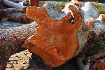 Fresh sawn cut of a tree - top view