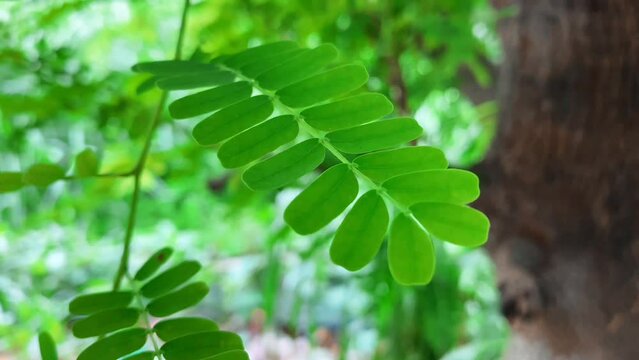 Beautiful leaves and yellow flowers of tamarind tree in the garden.