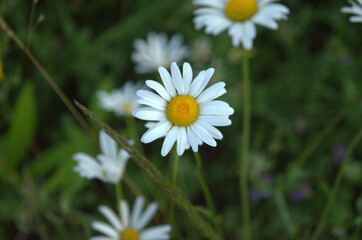 daisy flower