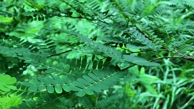 Beautiful leaves and yellow flowers of tamarind tree in the garden.