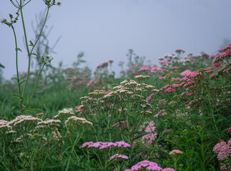 Pink yarrow in Northern Blossoms garden in Atok Benguet Philippines.