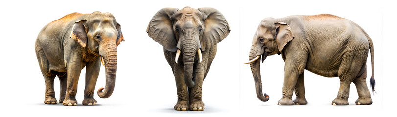 Obraz premium Set of the Elephant isolated on white background. clipping path