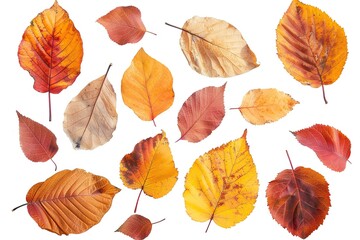 Obraz premium Assorted autumn leaves scattered on white background.