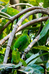 Golden-fronted leafbird