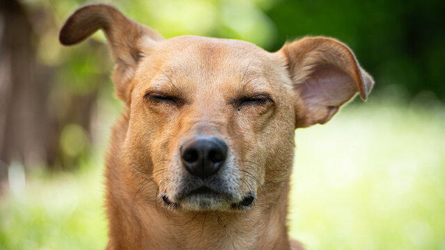 Close up of Mixed breed dog sitting in grass with eyes closed