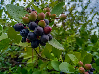 These karonda fruits are small, It is bitter-sour and acidic in taste