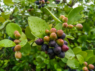 These karonda fruits are small, It is bitter-sour and acidic in taste