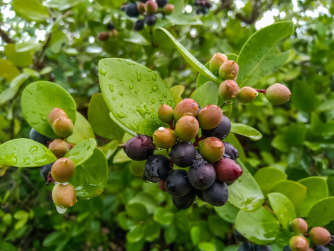 These karonda fruits are small, It is bitter-sour and acidic in taste