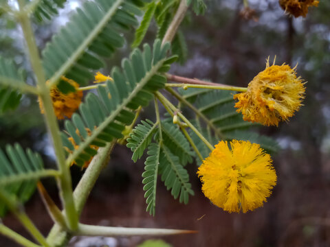 Acacia nilotica, Babool yellow colour flowers 
