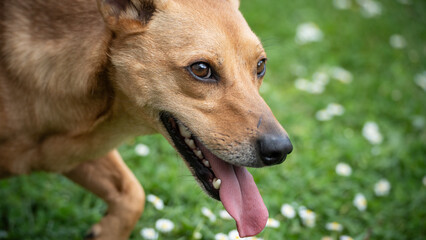 Happy dog with tounge out walking on grass
