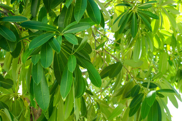 green leaves texture background, fresh young green leaves